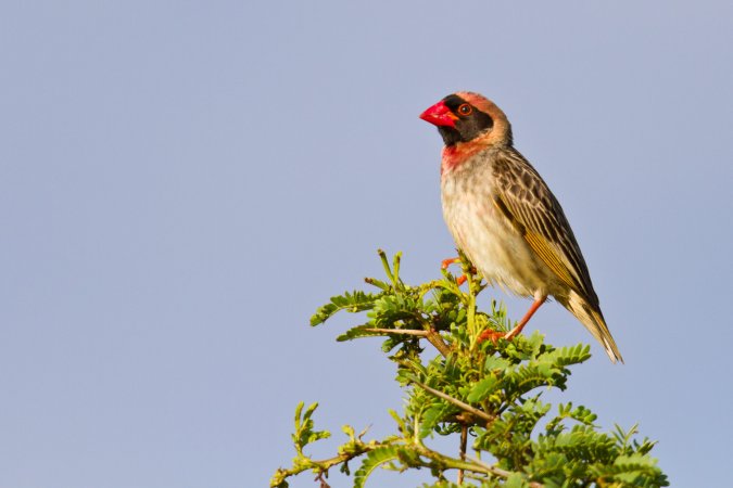 Red bille quelea sitting on green branch