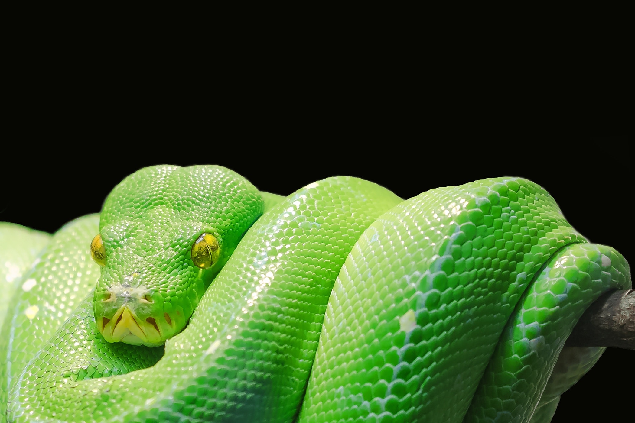 Snakes may not have legs, but they do have two penises | Popular Science