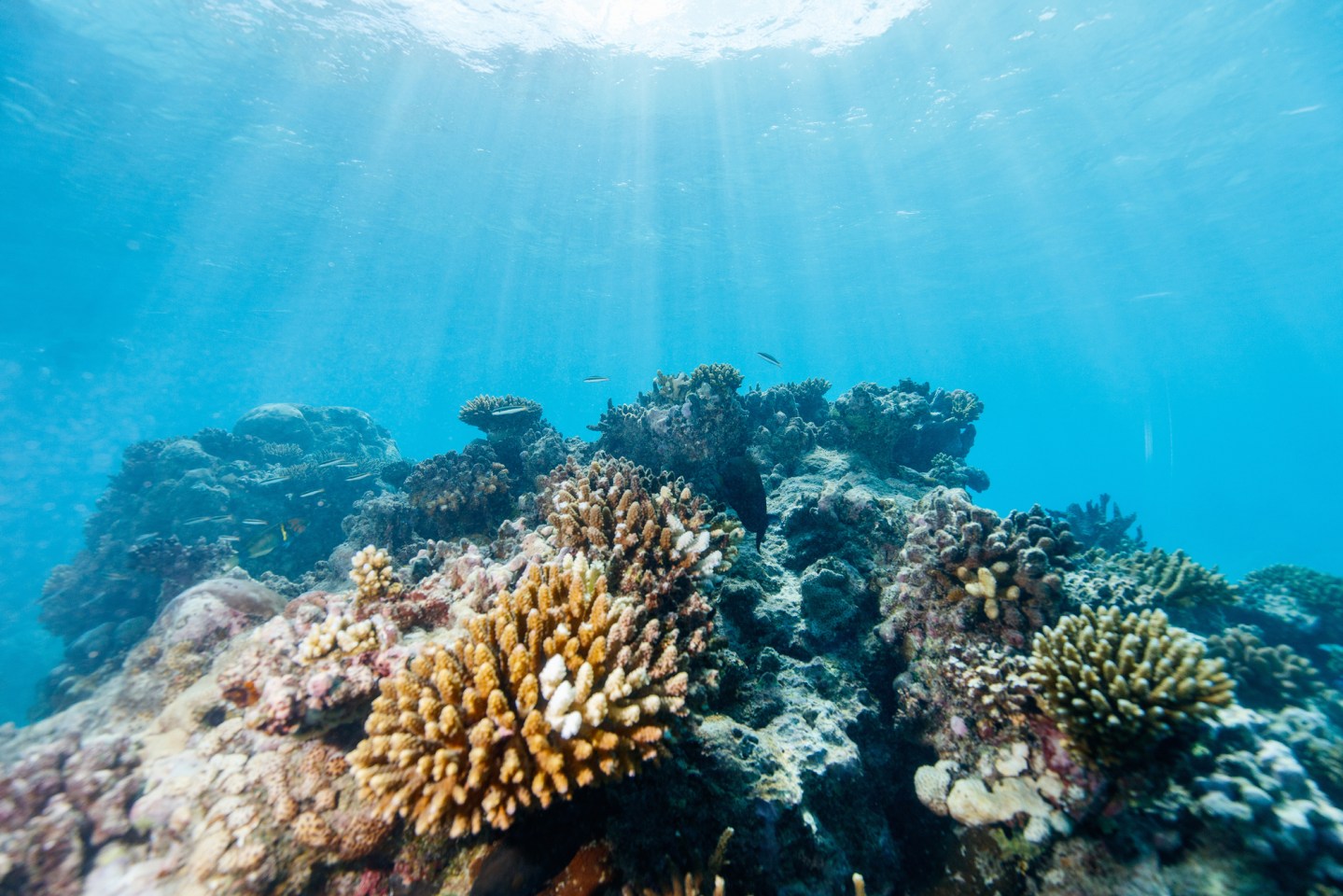 Disease-resistant super corals can save vulnerable reefs | Popular Science