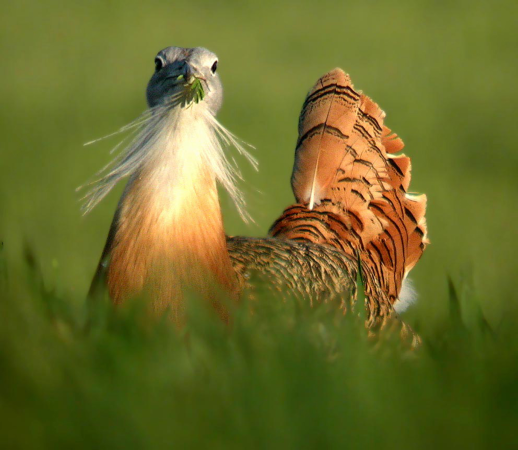 This giant bird stays healthy by munching on medicinal plants