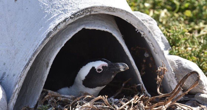 Ceramic ‘igloos’ could keep African penguins cool and cozy