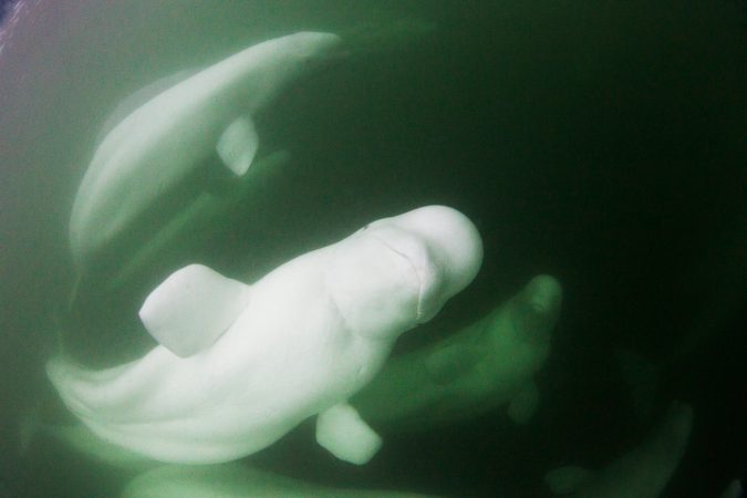 As belugas disappear, so does irreplaceable cultural knowledge