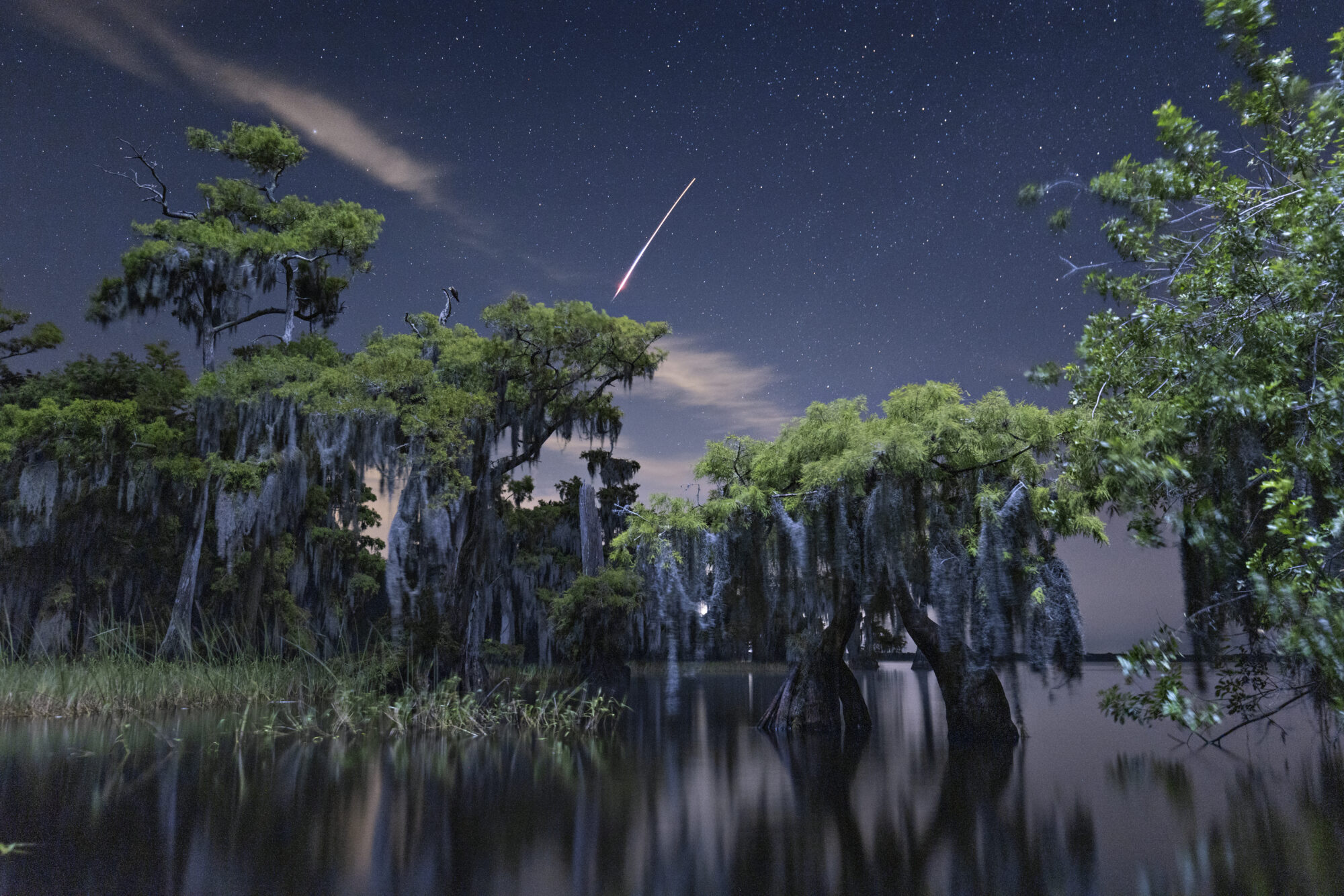 A SpaceX rocket flies above a Florida swamp in June.