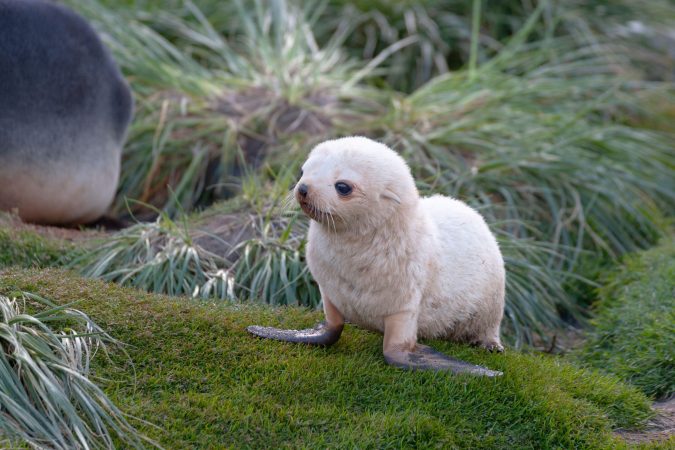 Saving seals may come at the cost of fragile flora