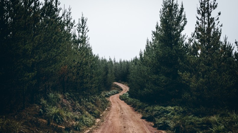 What successful forest restoration looks like