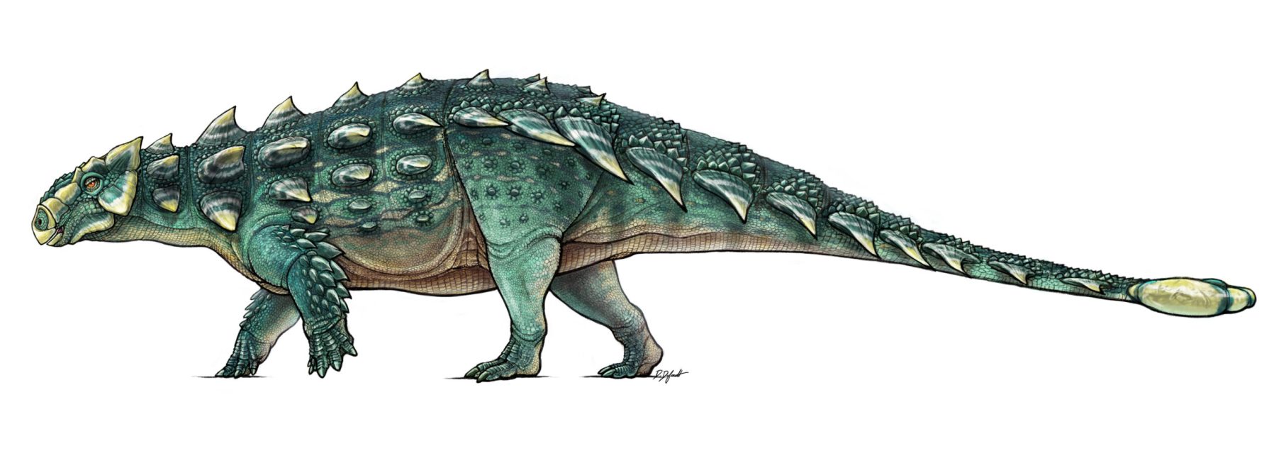 Ankylosaurs fought each other with their legendary tails | Popular Science