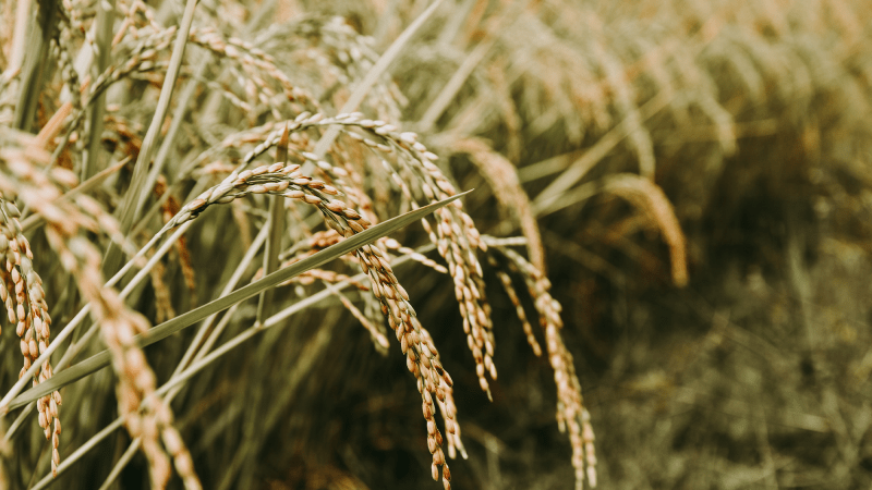 Rice plants growing