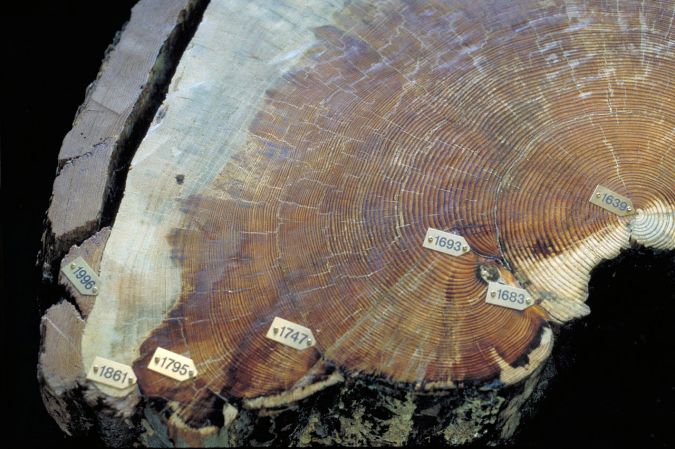 a cross cut of a tree revealing its rings. little labels are on some of the rings