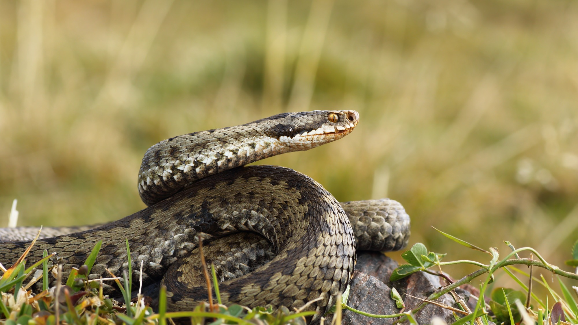 Female snakes have two clitorises | Popular Science