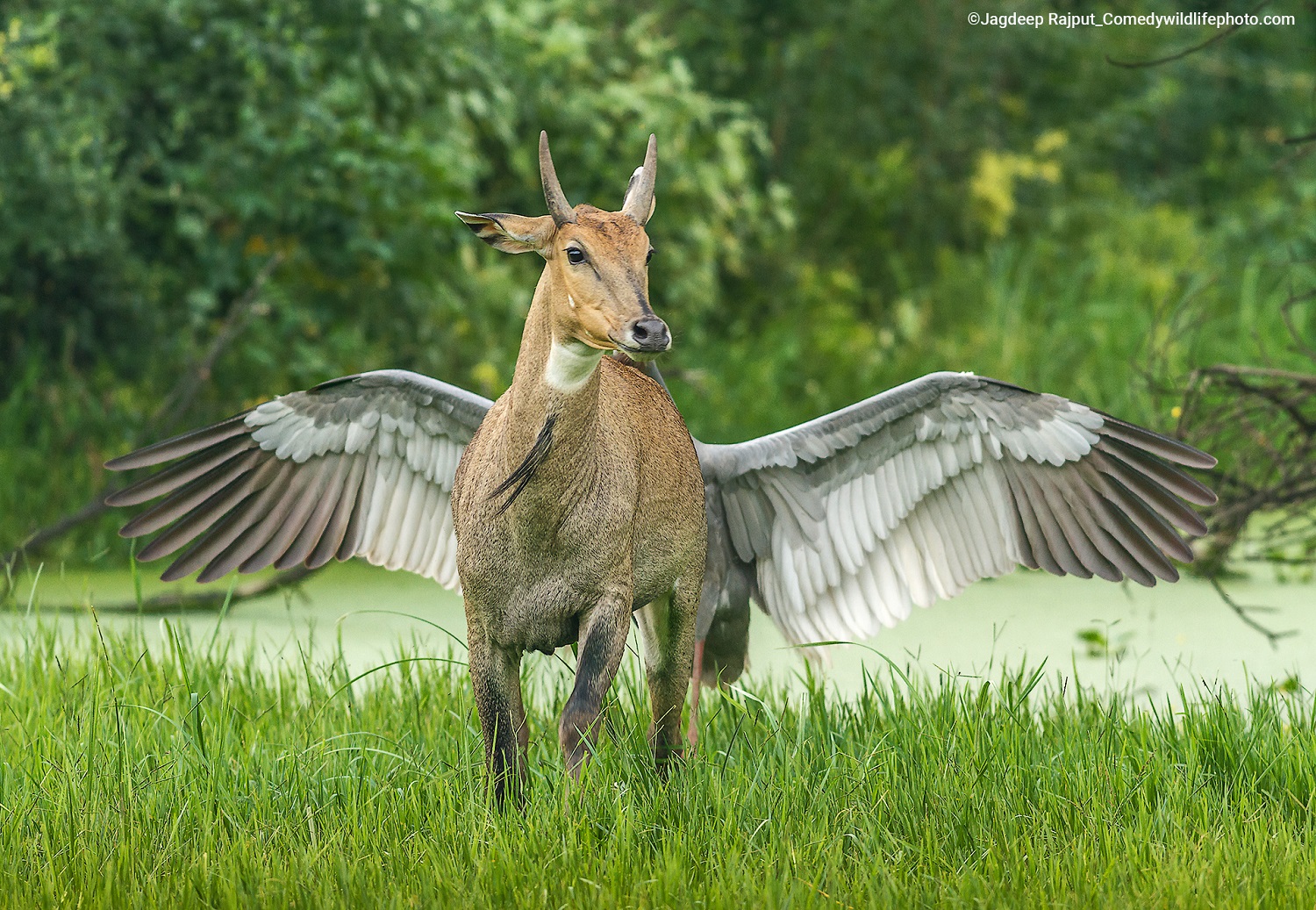 Bull running with stork spreading white wings out behind it