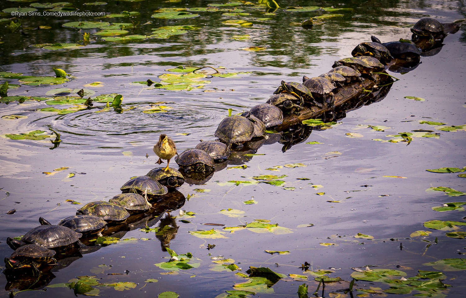 Duckling walking across turtles' backs on a Lilli pad-covered pond
