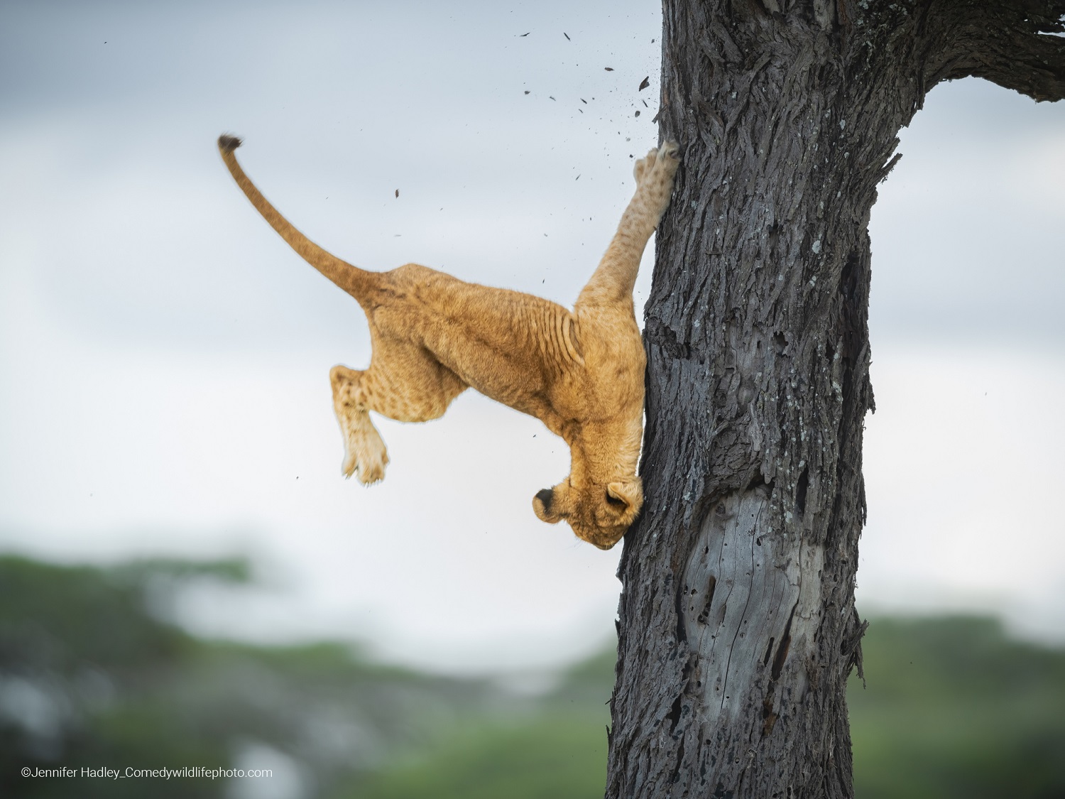 Lion cub falling upside down out of a tree