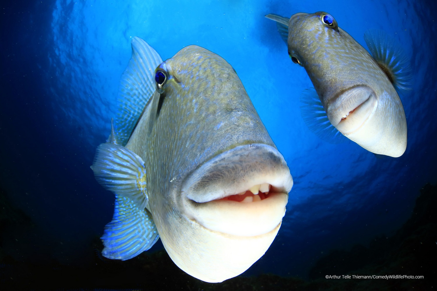 Triggerfish grinning into the camera underwater