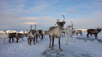 Climate change is affecting the Arctic's rain, says NOAA | Popular Science