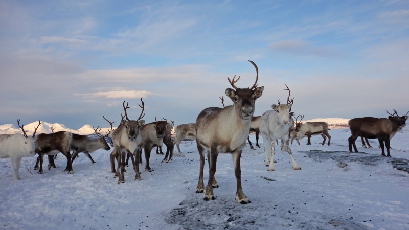 What more rain in the Arctic means for people, ecosystems, and wildlife