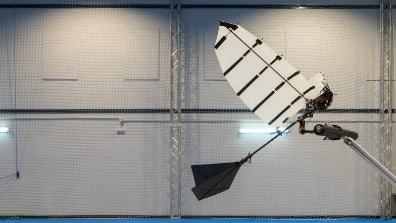 Winged bird robot landing on wooden perch during test flight