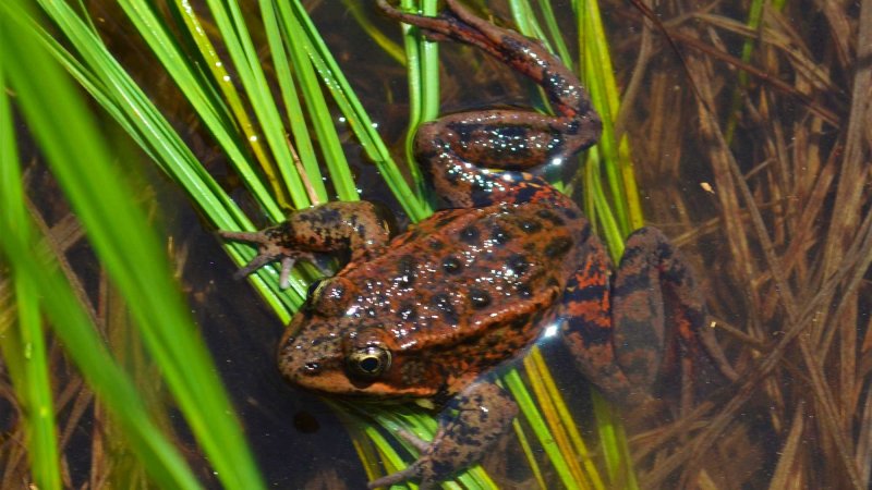 Certain funguses are deadly for frogs. Could ‘vaccinating’ them help?