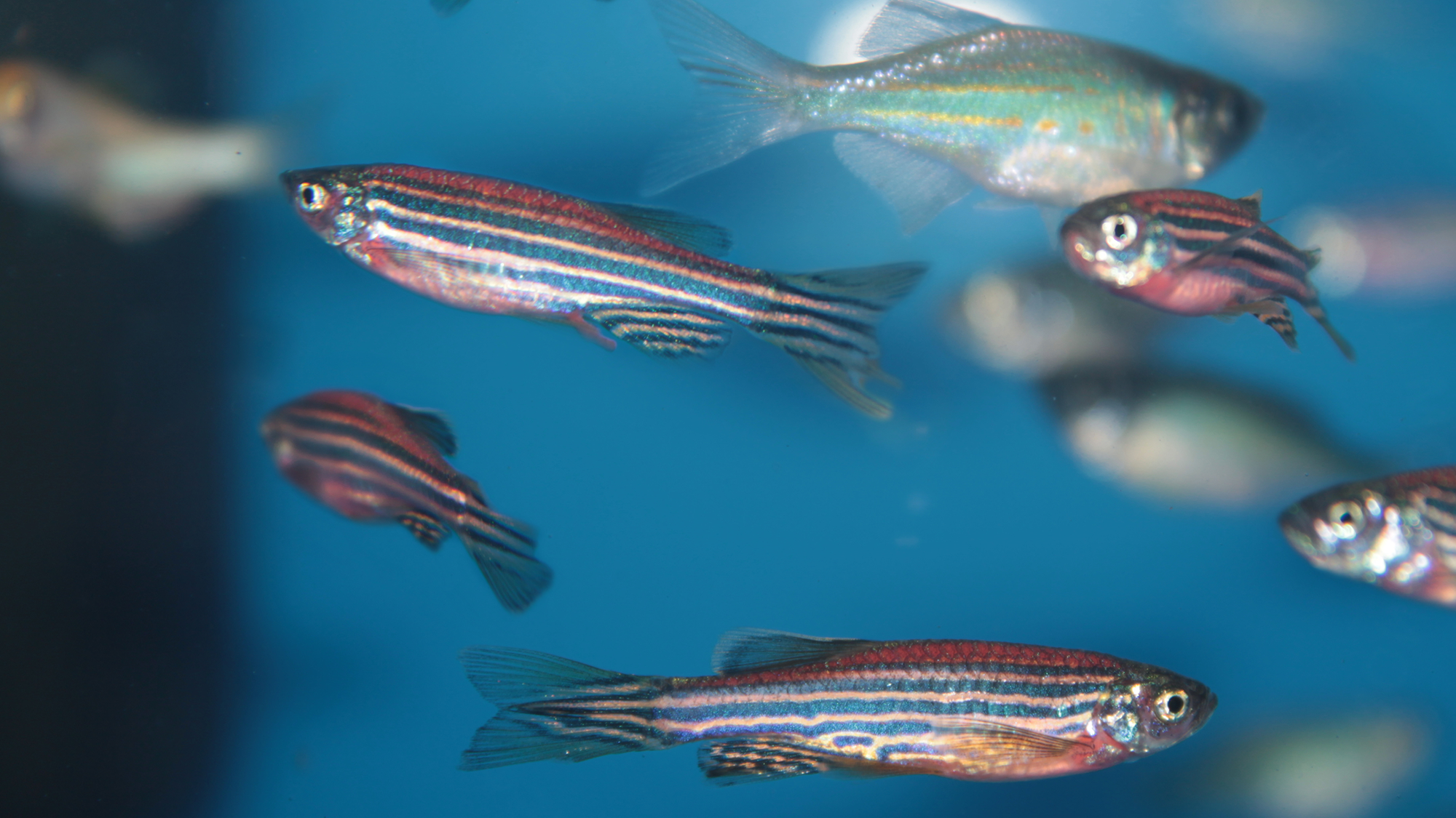 Zebrafish swimming in an aquarium.