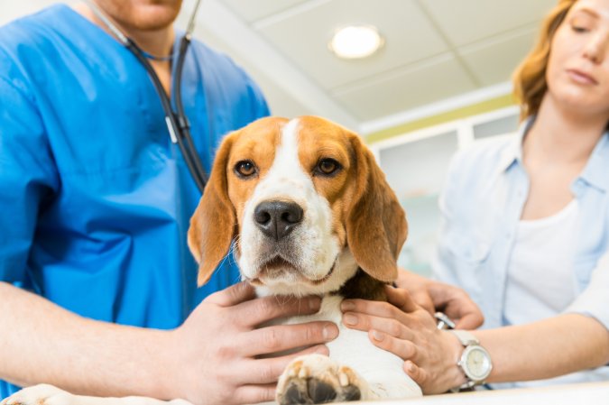 The National Institutes of Health is studying dogs to learn more about aging and genetics in people