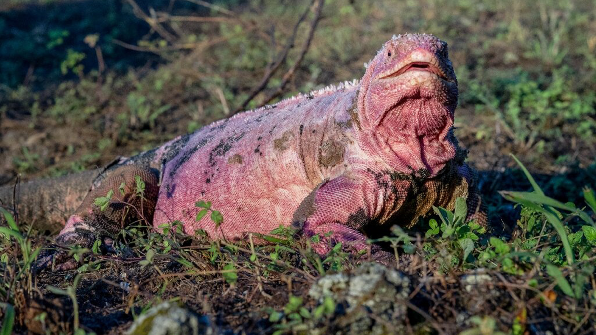 A pink iguana in green grass at Galápagos National Park in Ecuador.