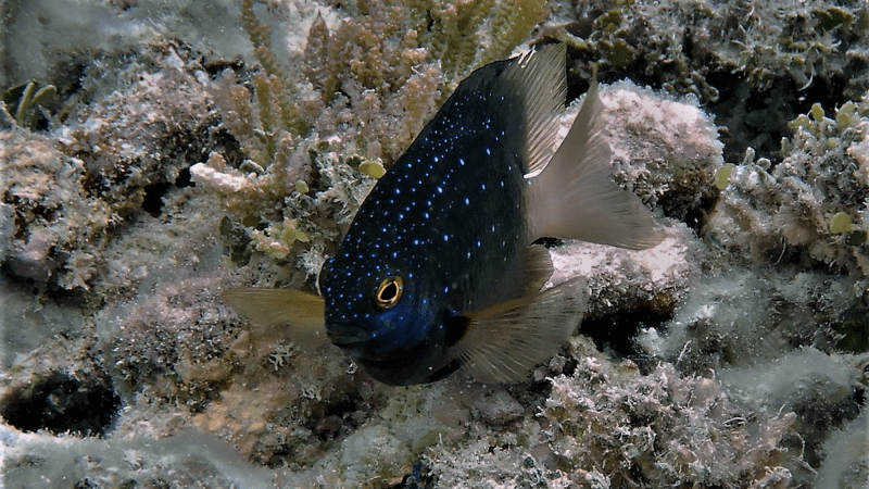 The Jewel Damselfish on off of a rat-free island.