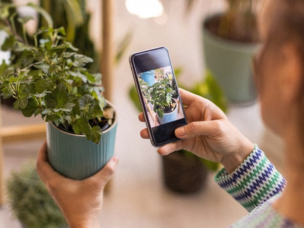 A person taking a picture of a plant using a phone app