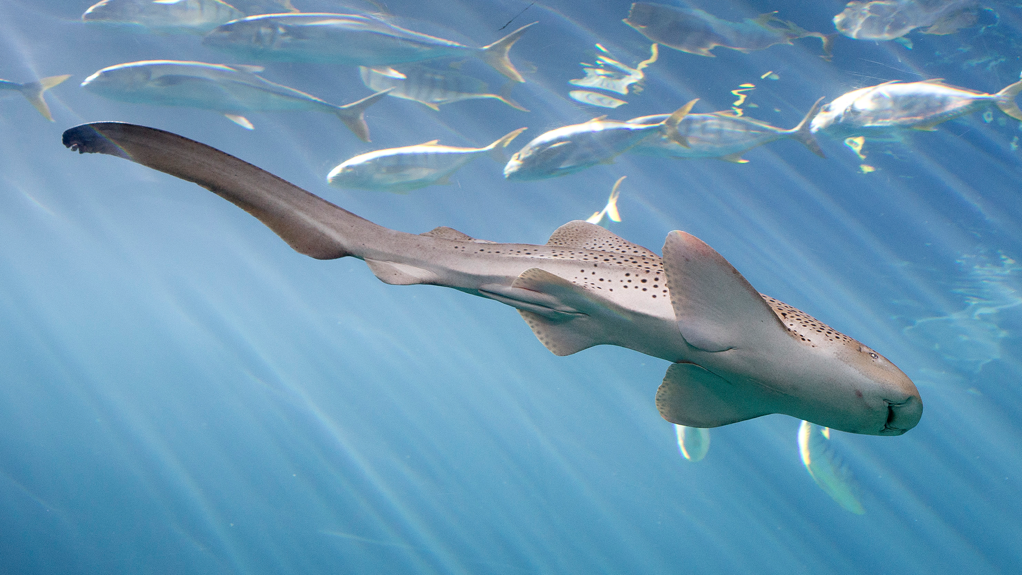 Adult zebra shark swims in a tank at Shedd Aquarium in Chicago