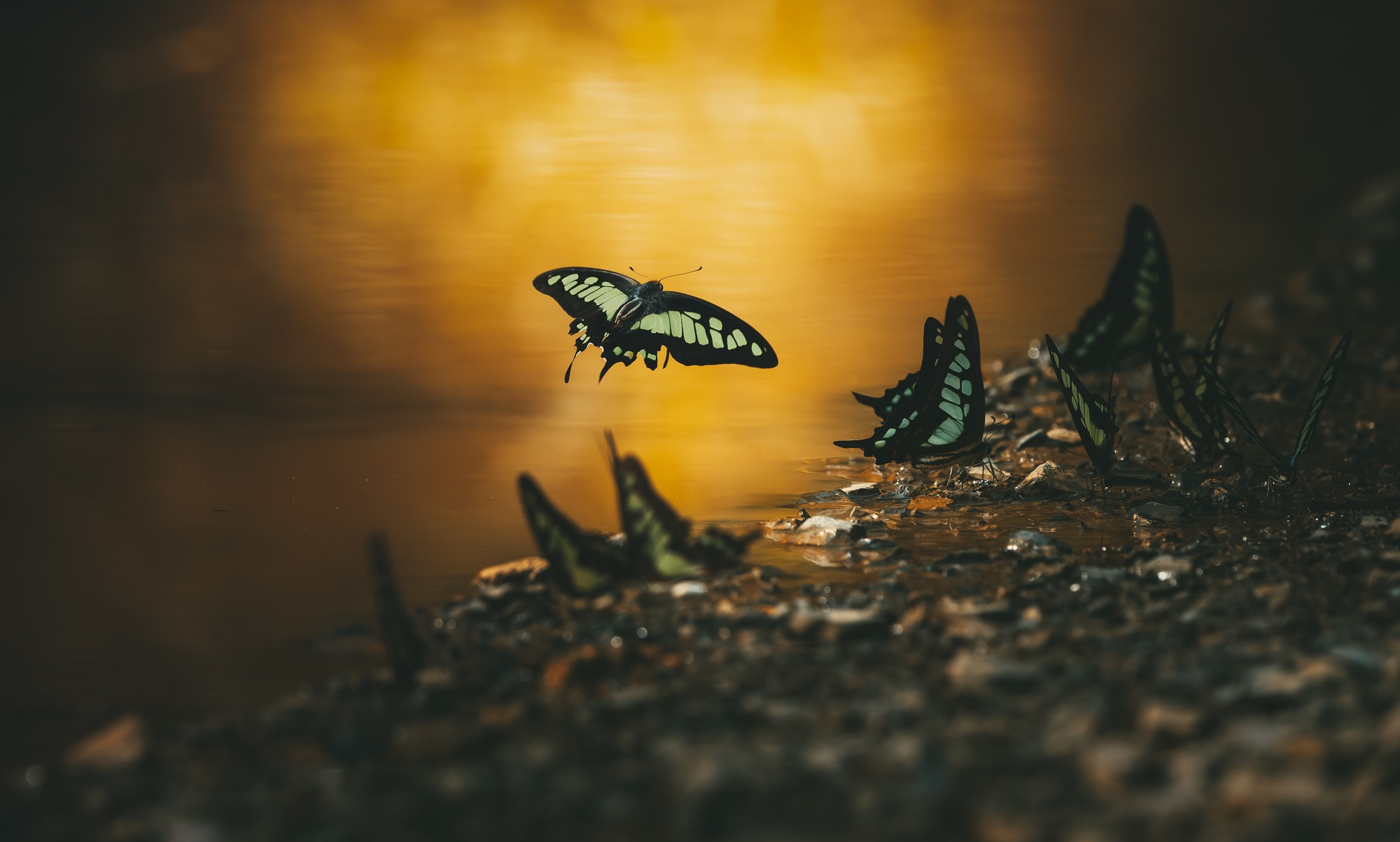 Striped yellow butterfly flying away from a sunny pool capture for photography awards