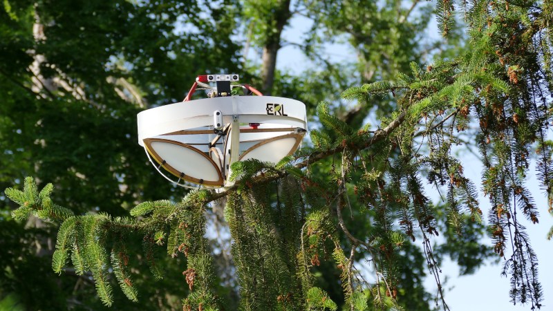 drone on branch