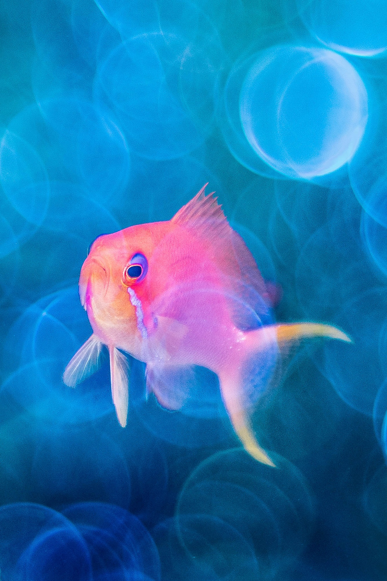 Pink and purple fish in Red Sea captured for photography awards