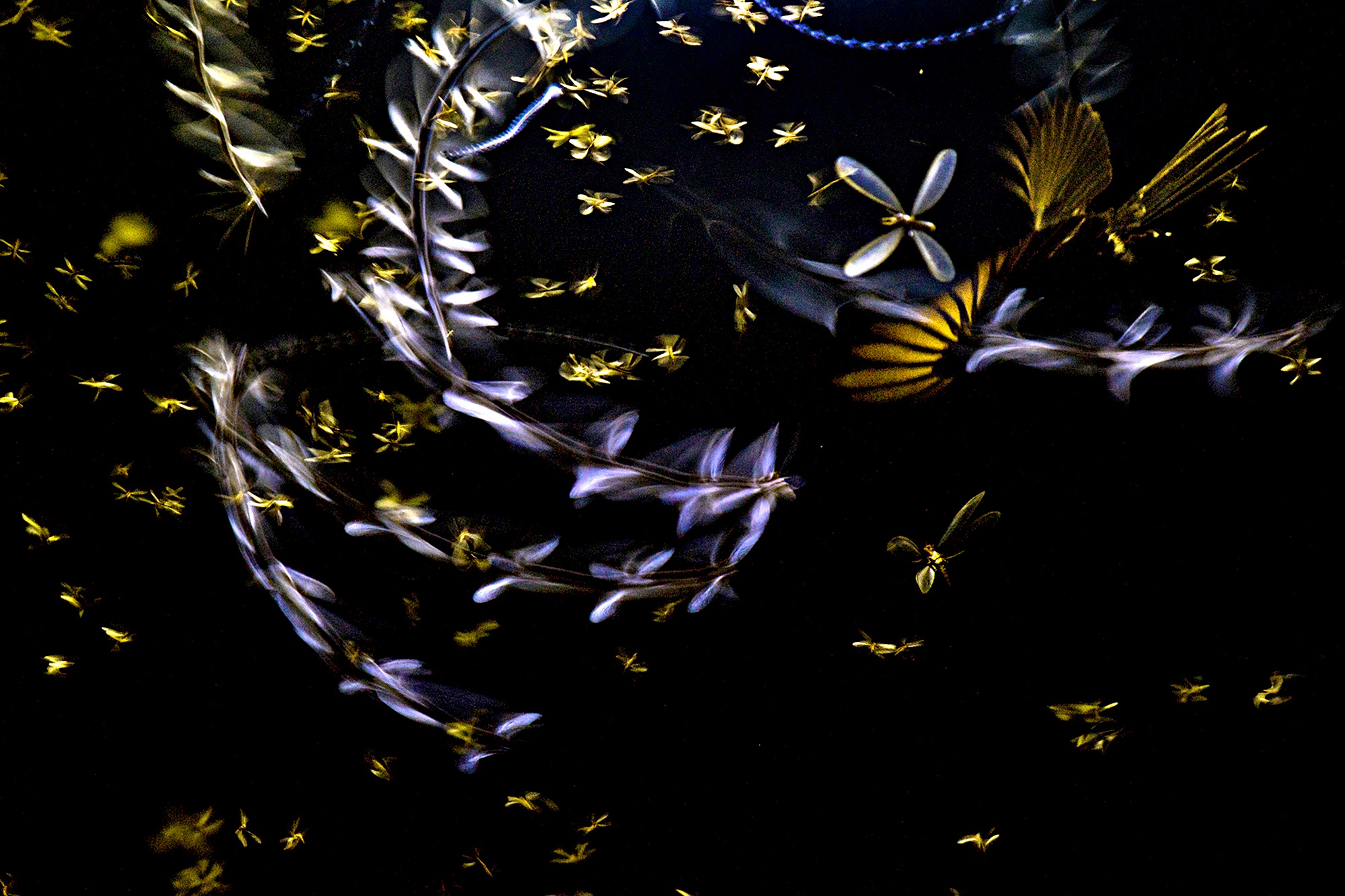 Drongo bird chasing termine swarm in blurry dark scene captured for photography awards