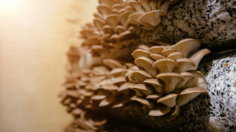 A group of oyster mushrooms growing.