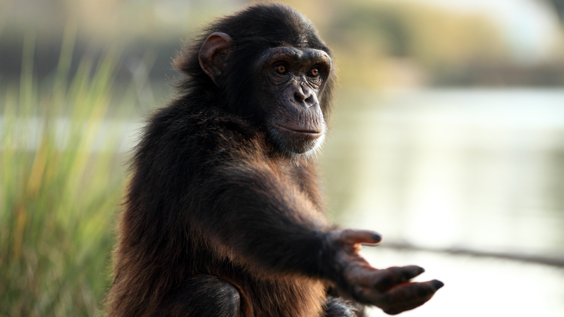 A chimpanzee holding out its hand.