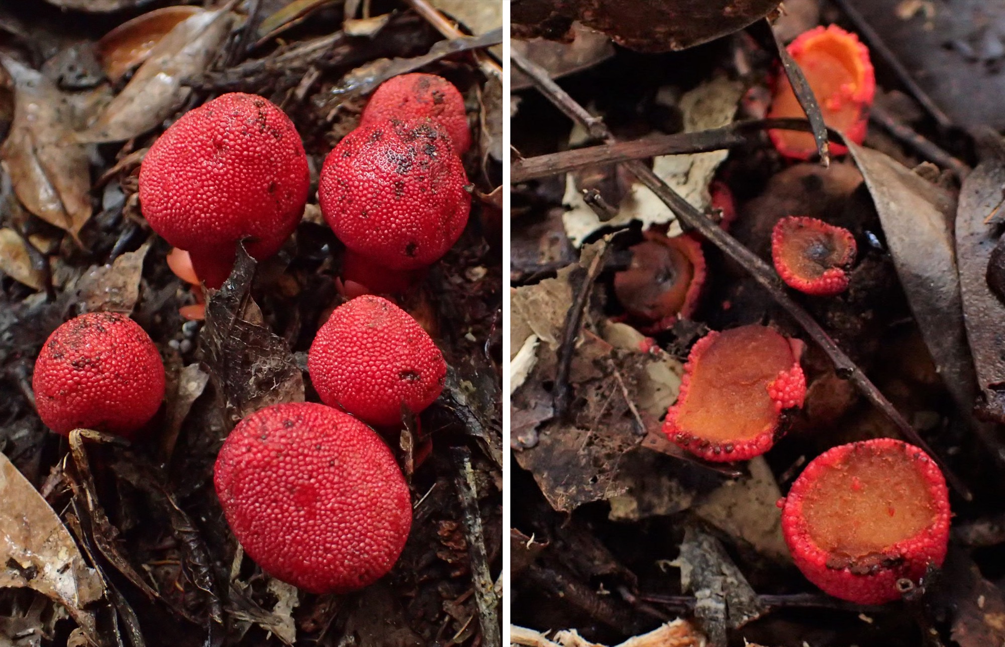 a Balanophora yuwanensis plant which are red spherical bulbs with puckered little bumps on it. on the right are the plants eaten