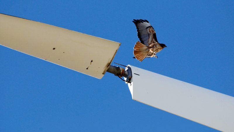 When wind turbines kill bats and birds, these scientists want the carcasses