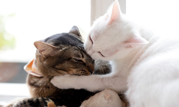 Brown cat and white cat fighting and playing in a sunny room