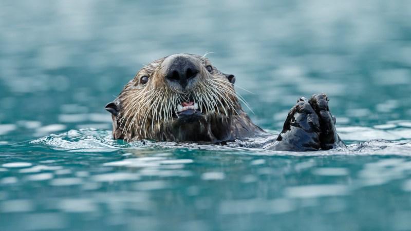 When wolves hunt otters on this Alaskan island, deer suffer