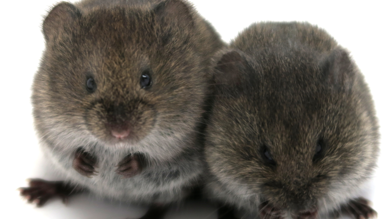 Two small prairie voles.