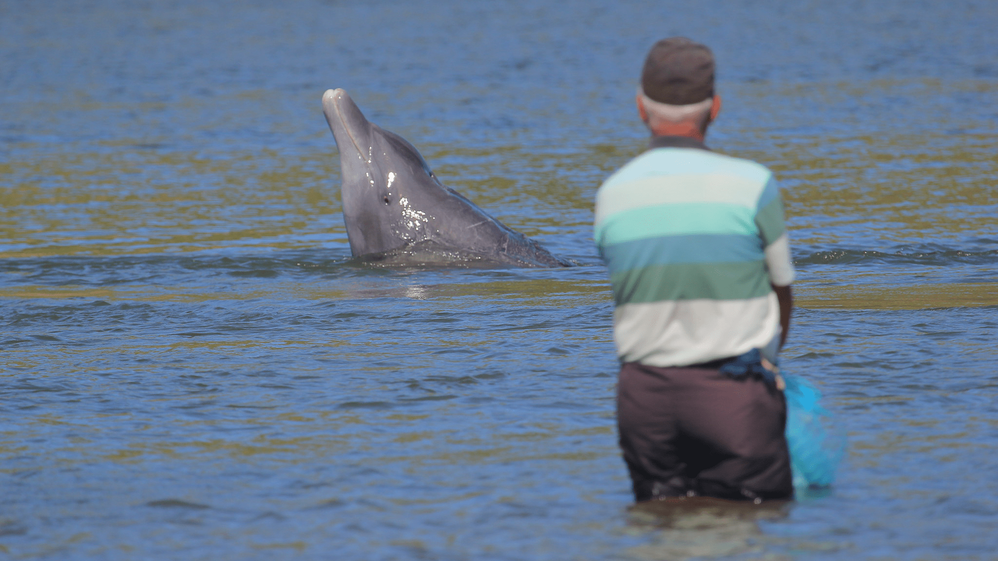 A dolphin breaching near a fisherman standing in the water in Laguna, Brazil.