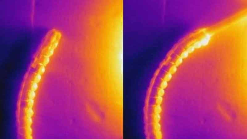 Infrared heat comparison photo of vine robot moving towards heat source