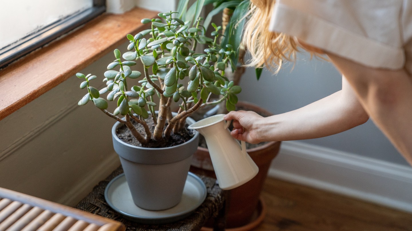 How to water your plants efficiently | Popular Science