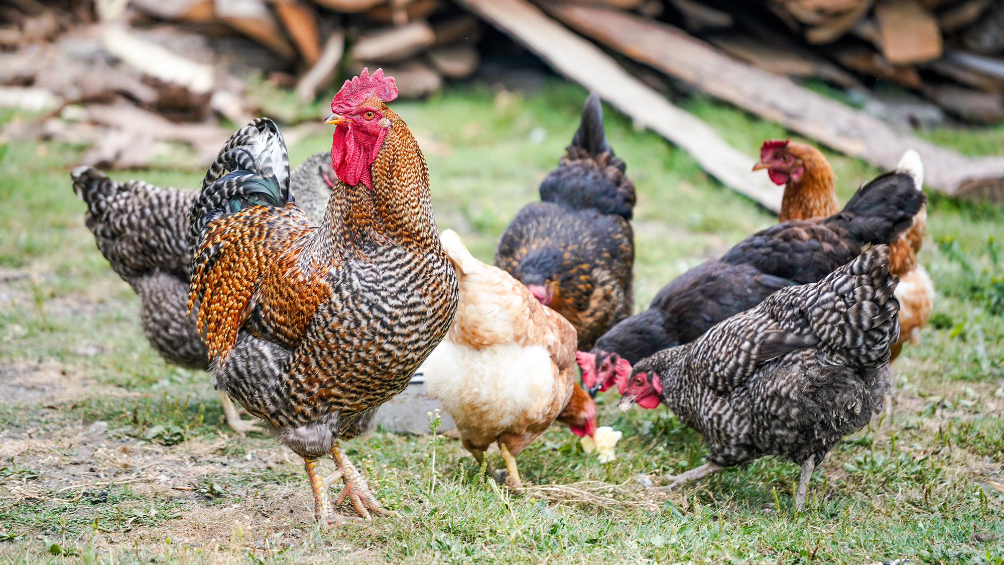 A flock of chickens, including five hens and rooster, peck at a backyard