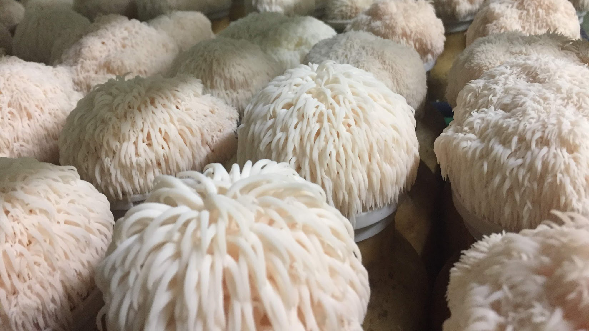 Lion's mane mushrooms on a table.