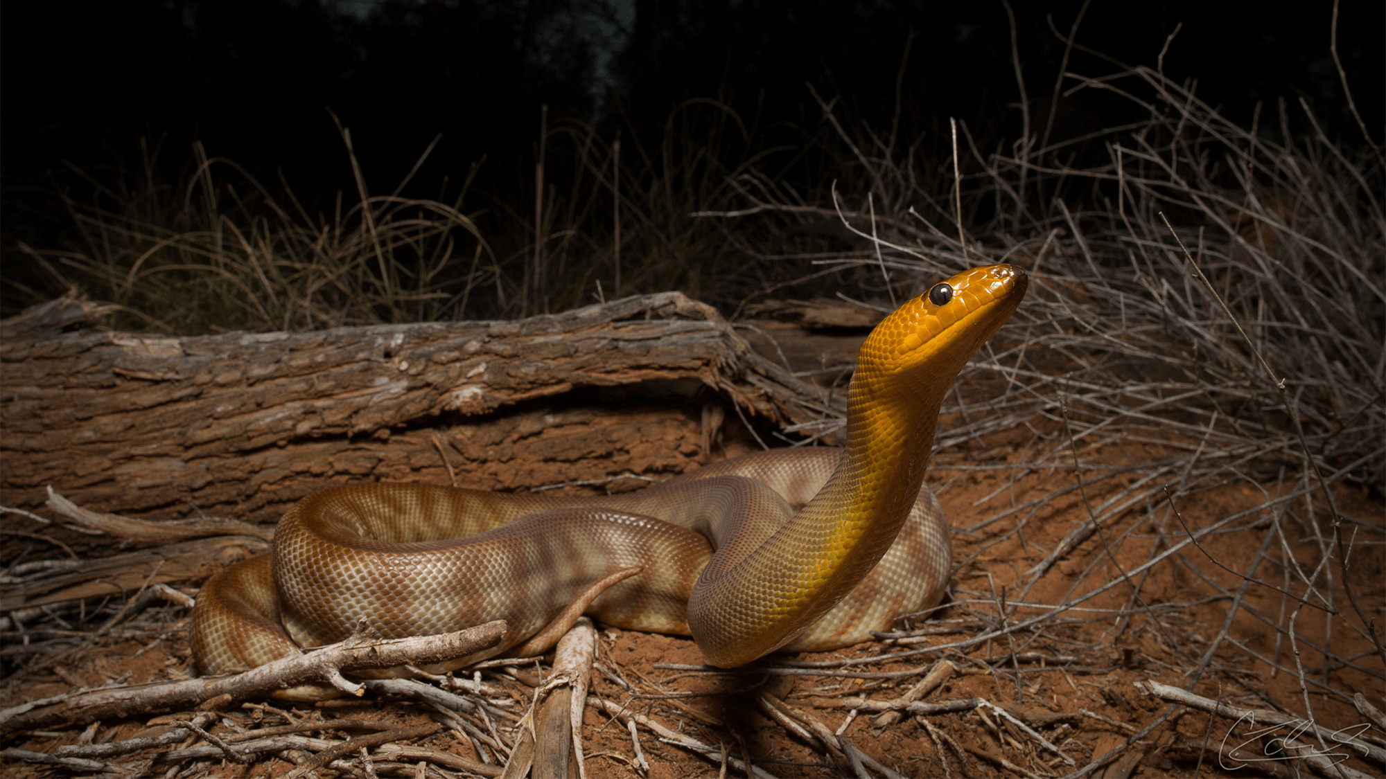 A woma pythron, a large, nocturnal species of snake on the ground by a piece of wood.