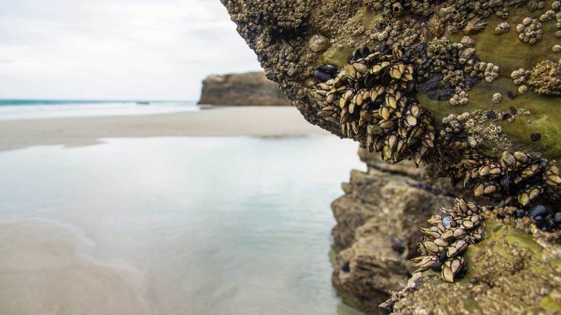 barnacles on the beach