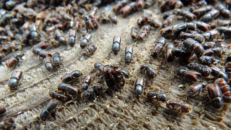 Several European spruce bark beetles on a dry piece of wood.