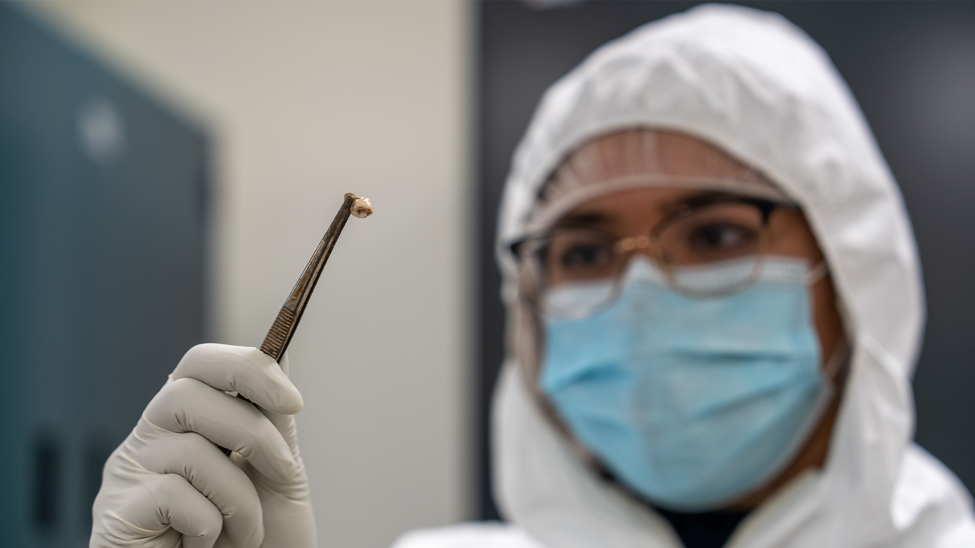 A scientist holds up a tooth recovered from an archaeological dig in Denmark.