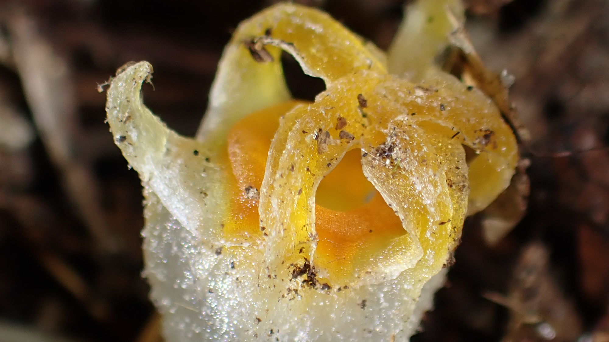 A moniker fairy lantern plant detonates, with its petals unfurling.