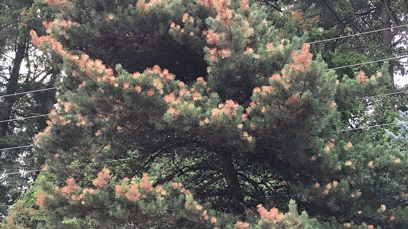 A pine tree in Clark County, Washington damaged by the 2021 heat wave. The trees in the background are scorched Douglas-fir.