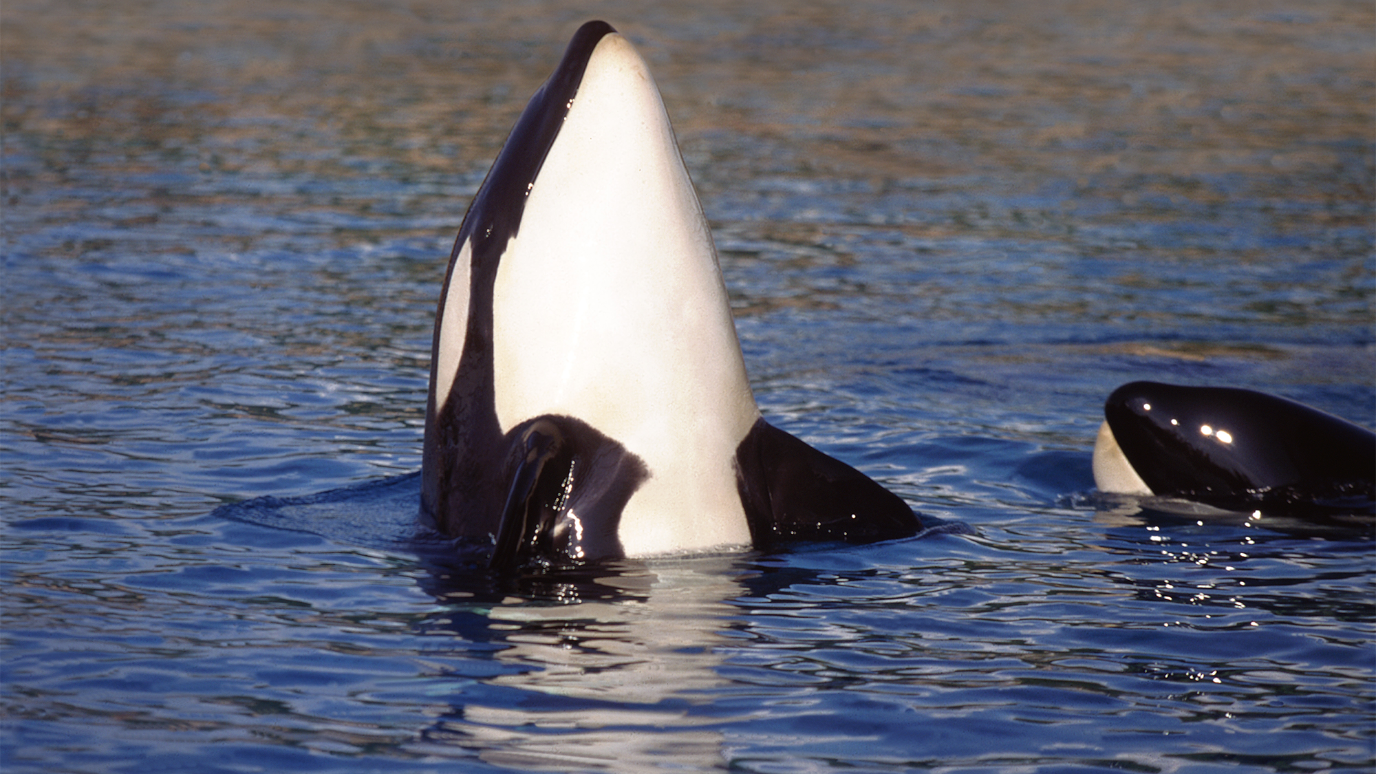 Two orca whales, one with it's head and flukes above the water and the other with its nose out of the water.